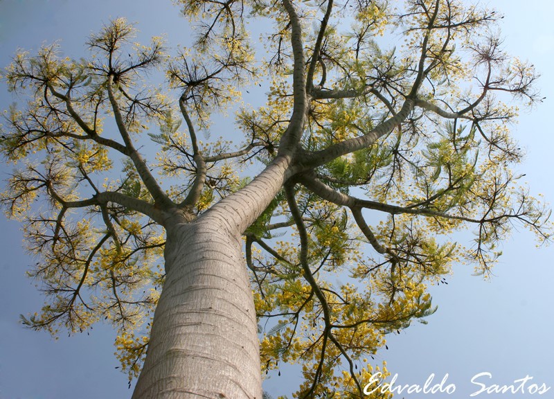 Horses on a landscap