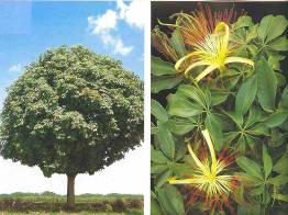 Road crossing the forest